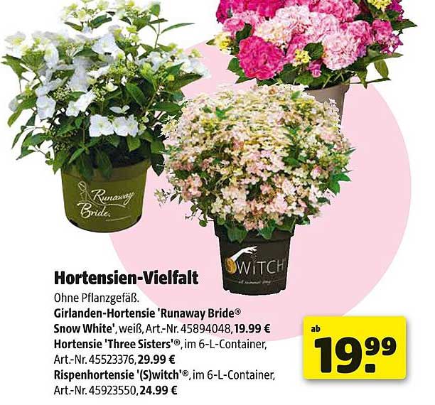 Hortensien-Vielfalt - Girlanden-Hortensie 'Runaway Bride' und mehr