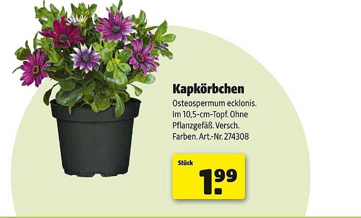 Kapkörbchen - Osteospermum ecklonis