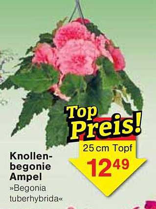 Knollenbegonie Ampel »Begonia tuberhybrida«