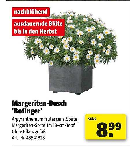 Margeriten-Busch 'Bofinger'