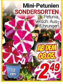 Mini-Petunien SONDERAUSWAHL