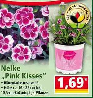 Nelke "Pink Kisses"