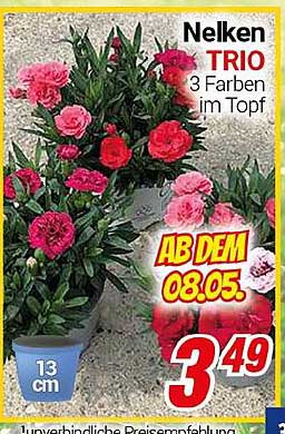 Nelken TRIO - 3 Farben im Topf