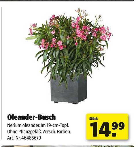 Oleander-Busch im 19-cm-Topf - Vielfältige Farben für Ihr Zuhause