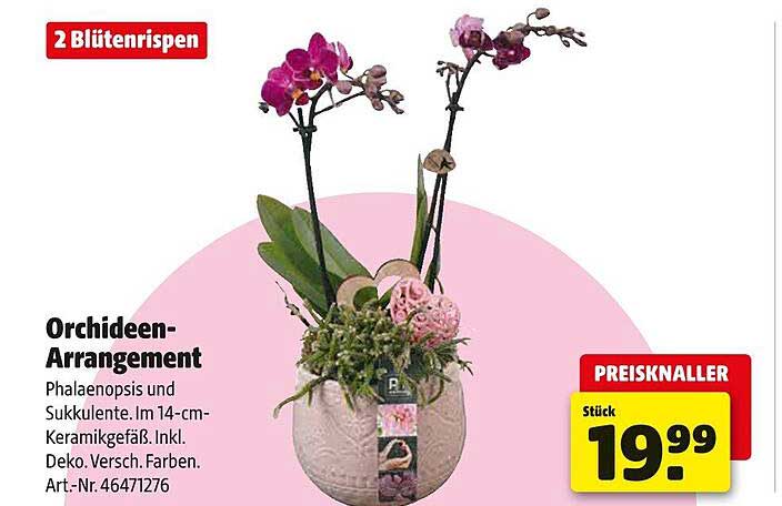 Orchideen-Arrangement