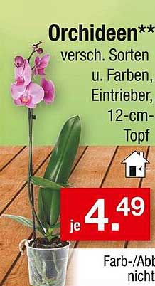 Orchideen** versch. Sorten u. Farben, Eintrieber, 12-cm-Topf