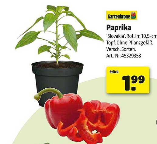 Paprika 'Slovakia' im Topf