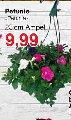Petunie »Petunia« 23 cm Ampel