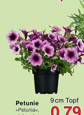 Petunie »Petunia« im 9 cm Topf