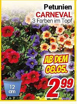 Petunien Carneval – 3 Farben im Topf