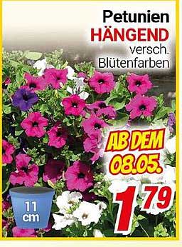 Petunien Hängend - Verschiedene Blütenfarben