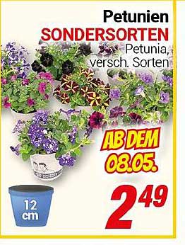 Petunien SONDERARTEN - Verschiedene Sorten ab dem 08.05.