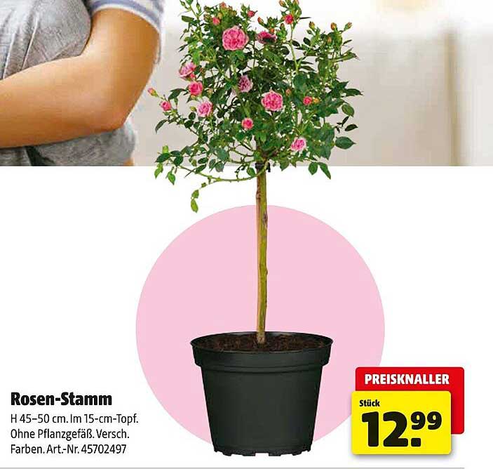 Rosen-Stamm H 45-50 cm im 15-cm-Topf