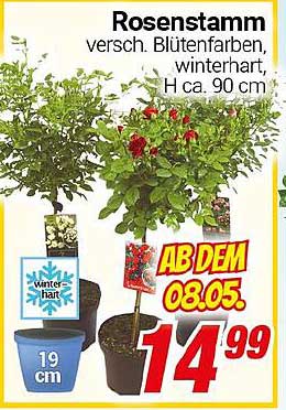 Rosenstamm, verschiedene Blütenfarben, winterhart, H ca. 90 cm