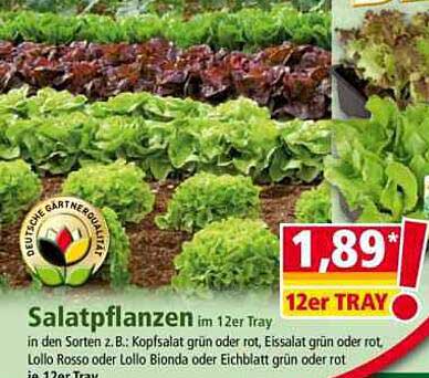 Salatpflanzen im 12er Tray