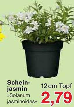 Schein-Jasmin »Solanum jasminoides« 12 cm Topf