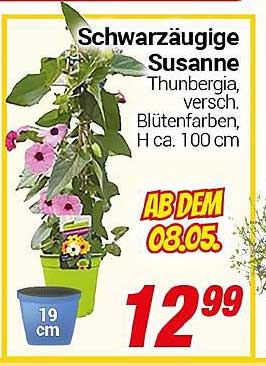 Schwarzäugige Susanne Thunbergia, verschiedene Blütenfarben, Höhe ca. 100 cm