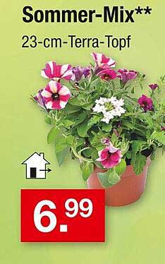 Sommer-Mix** 23-cm-Terra-Topf