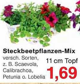 Steckbeetpflanzen-Mix – verschiedenste Sorten in 11 cm Töpfen