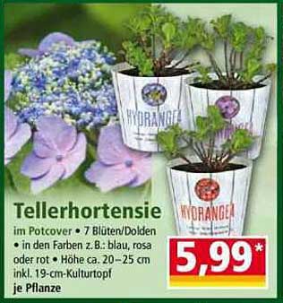 Tellerhortensie im Potcover - bunte Blüten für Ihr Zuhause