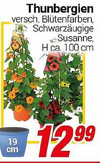 Thunbergien in verschiedenen Blütenfarben – Schwarzwäugige Susanne, Höhe ca. 100 cm