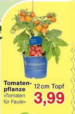 Tomatenpflanze »Tomaten für Faule« 12 cm Topf