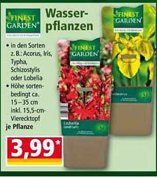 Wasserpflanzen von Finest Garden – Vielfalt für Ihren Garten