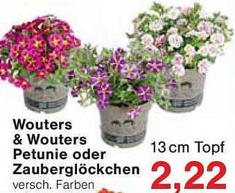 Wouters & Wouters Petunie oder Zauberglöckchen im 13 cm Topf