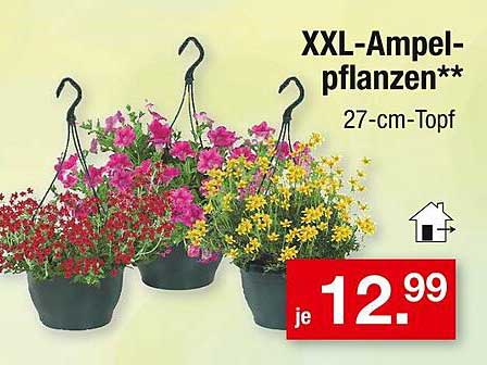 XXL-Ampelpflanzen** 27-cm-Topf