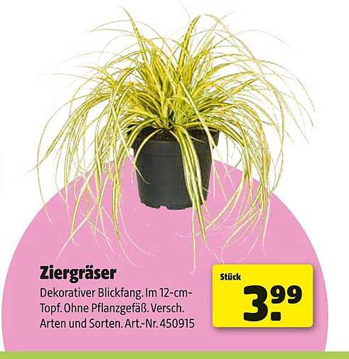 Ziergräser - Dekorativer Blickfang im 12-cm-Topf