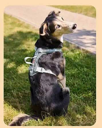 Hund