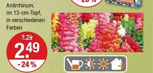 Antirrhinum im 13-cm-Topf, in verschiedenen Farben