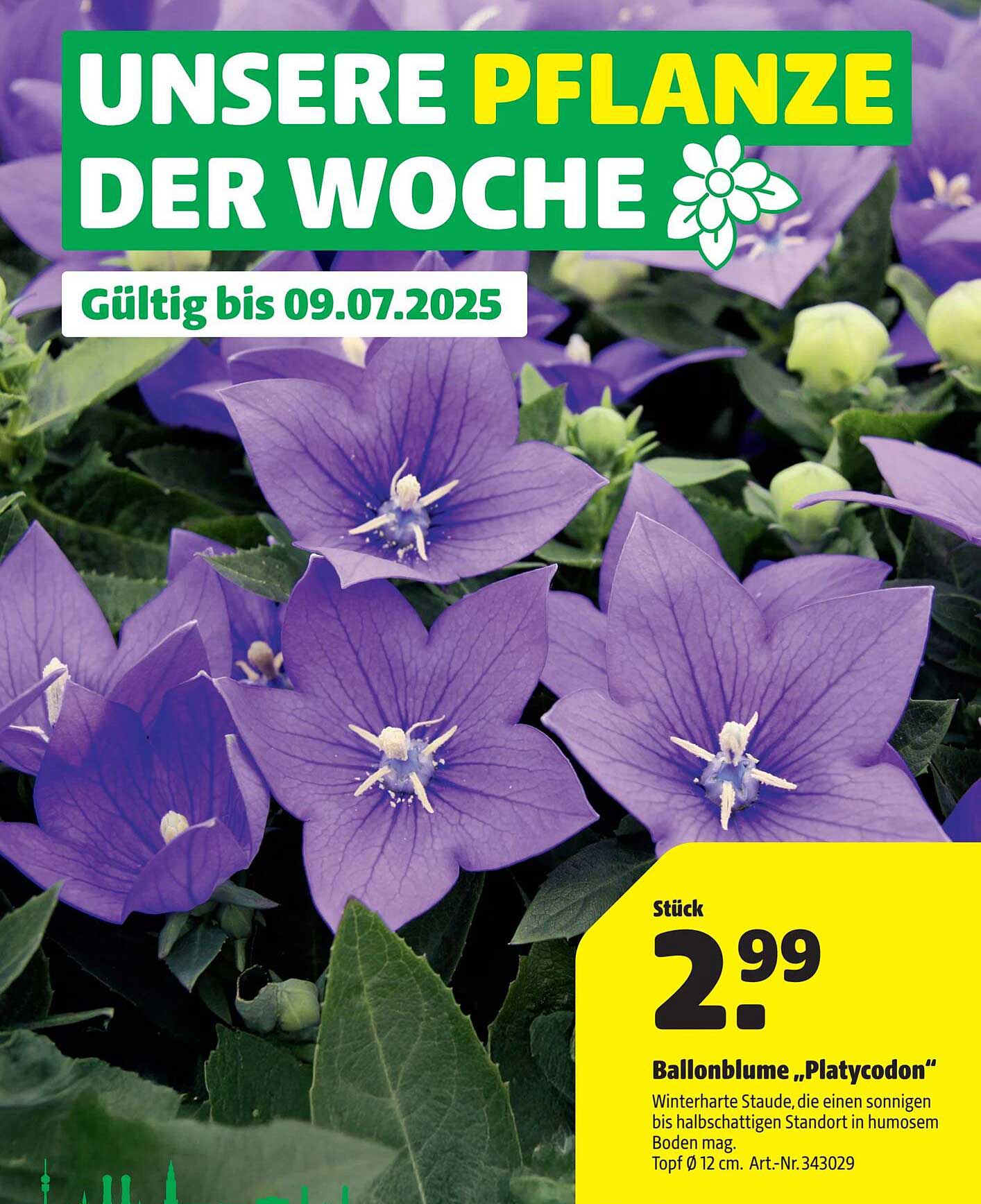Ballonblume "Platycodon"