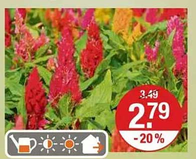 Celestria Blumenmix - Bunt blühende Stauden
