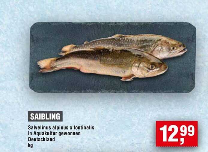 Saibling – Salvelinus alpinus x fontinalis in Aquakultur gewonnen aus Deutschland