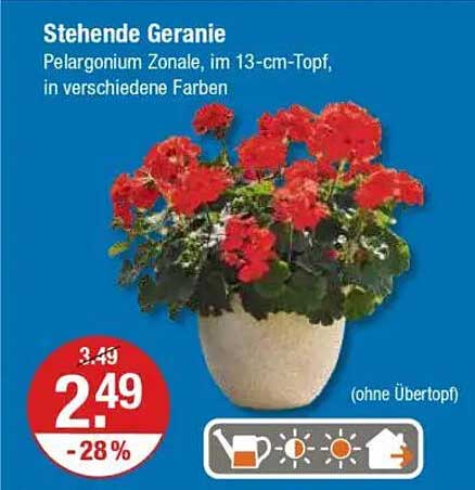 Stehende Geranie - Pelargonium Zonale, im 13-cm-Topf, in verschiedenen Farben