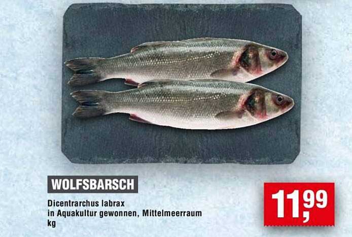 WOLFSBARSCH - Dicentrarchus labrax in Aquakultur gewonnen, Mittelmeerraum