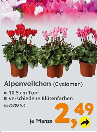 Alpenveilchen (Cyclamen) im 10,5 cm Topf - Verschiedene Blütenfarben