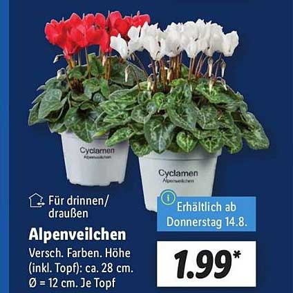 Alpenveilchen in verschiedenen Farben - Ideal für drinnen und draußen