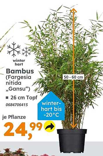 Bambus (Fargesia nitida „Gansu“) - winterhart bis -20°C