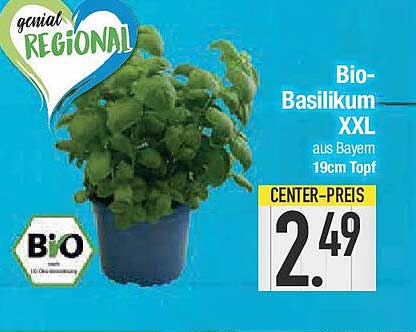 Bio-Basilikum XXL aus Bayern – 19cm Topf