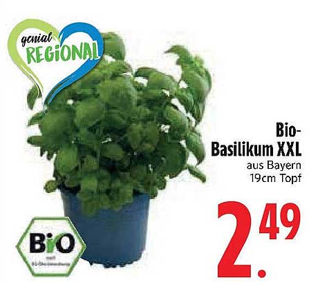 Bio-Basilikum XXL aus Bayern 19cm Topf