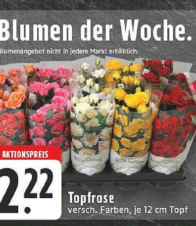 Blumen der Woche – Topfrose in verschiedenen Farben