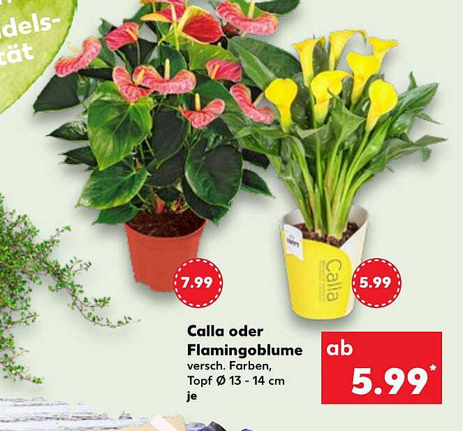 Calla oder Flamingoblume - versch. Farben, Topf Ø 13 - 14 cm je
