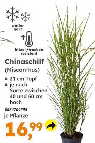 Chinaschilf (Miscanthus) - Winterhart und hitze-/trockenresistent