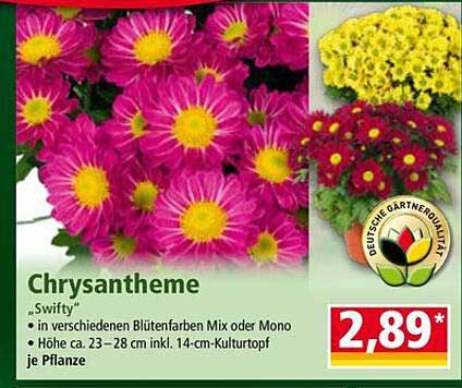 Chrysantheme „Swifty“ in verschiedenen Blütenfarben