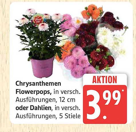 Chrysanthemen Flowerpops, in versch. Ausführungen, 12 cm oder Dahlien, in versch. Ausführungen, 5 Stiele