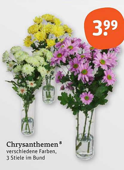 Chrysanthemen - verschiedene Farben, 3 Stiele im Bund