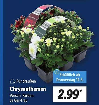 Chrysanthemen - Verschiedene Farben im 6er-Tray