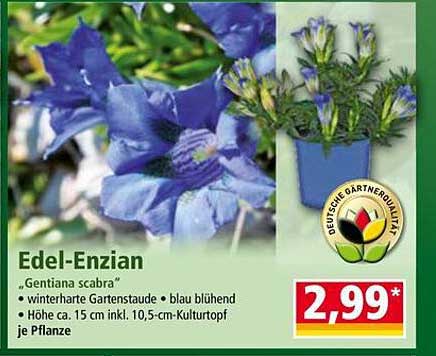 Edel-Enzian "Gentiana scabra" - winterharte Gartenstaude